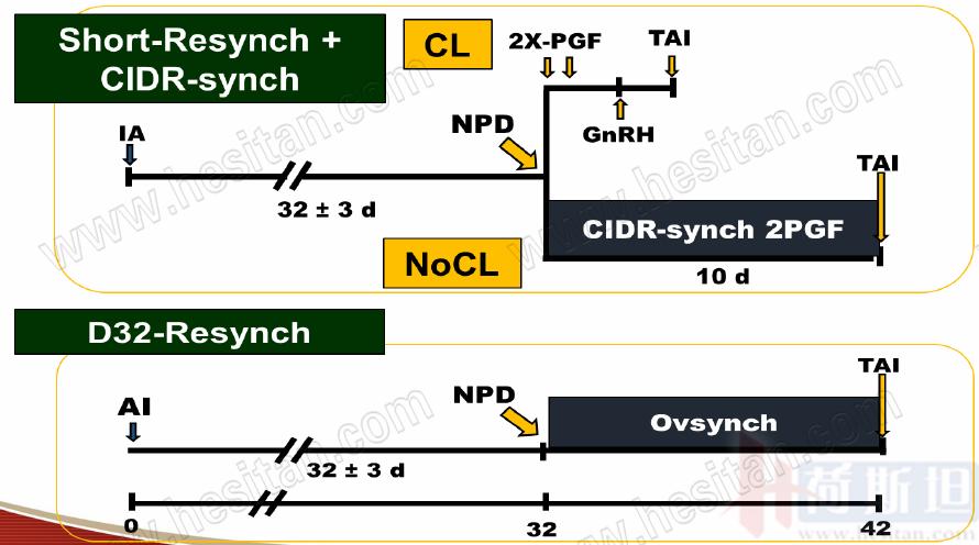 康奈尔大学JulioGiordano:如何通过技术整合优化繁殖性能