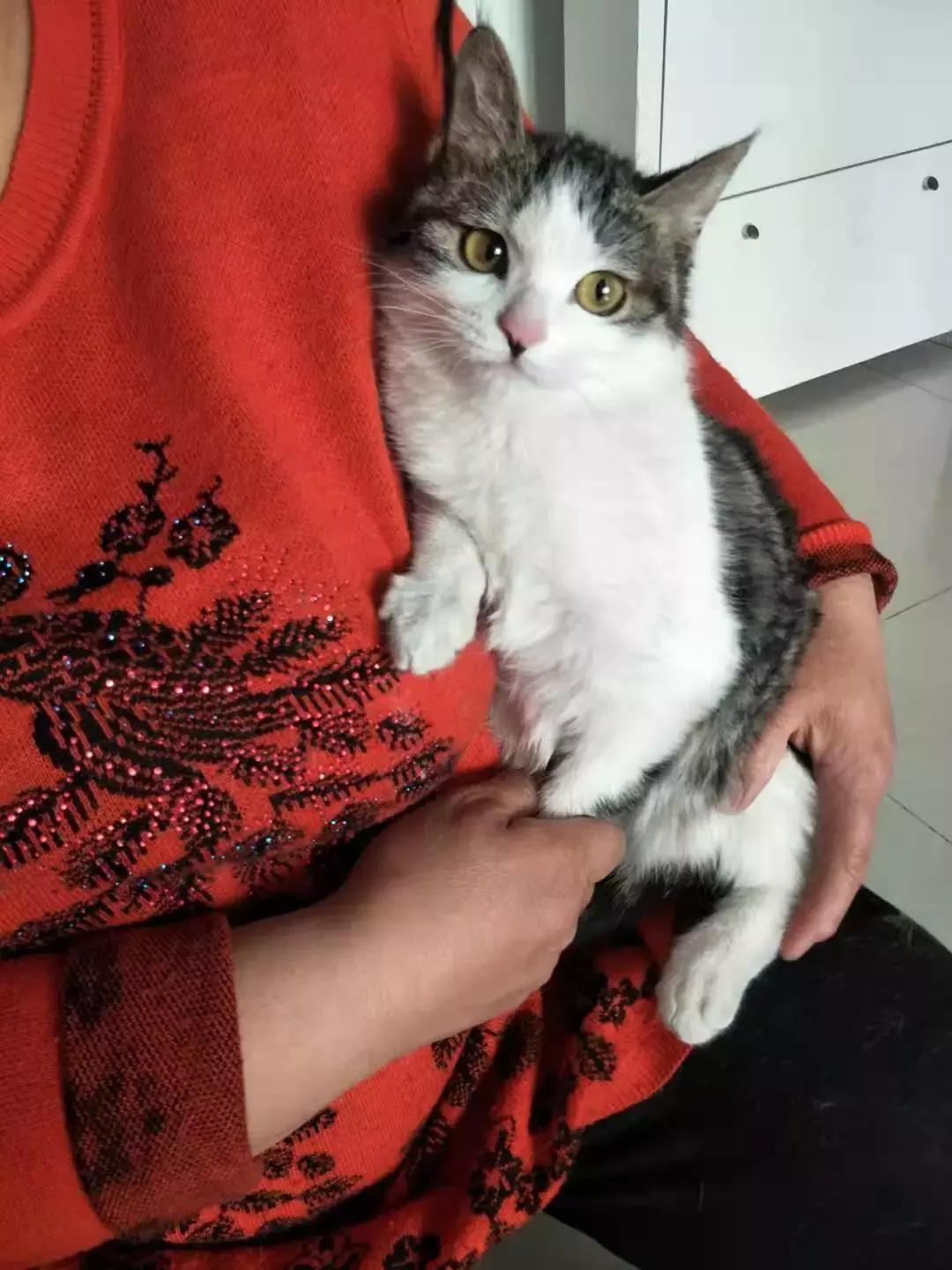 给它们一个家|线上宠物领养日,201903102