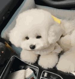 比熊最令人头疼的5大缺点,比熊被宠坏的6大表现