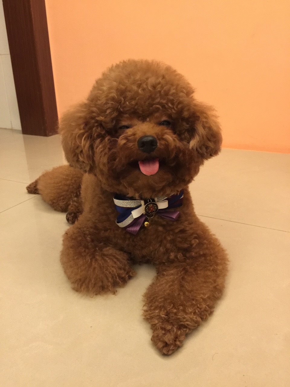 泰迪绒的优点和缺点,泰迪有什么缺点和优点