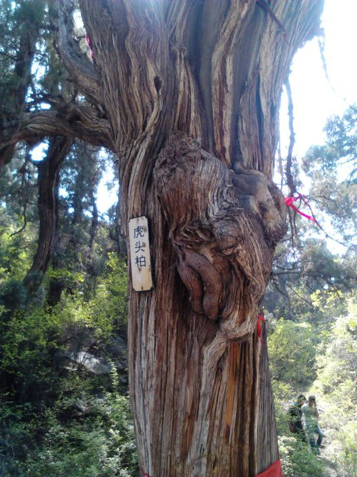 山西天下第一柏在哪里,山西省最奇特的山