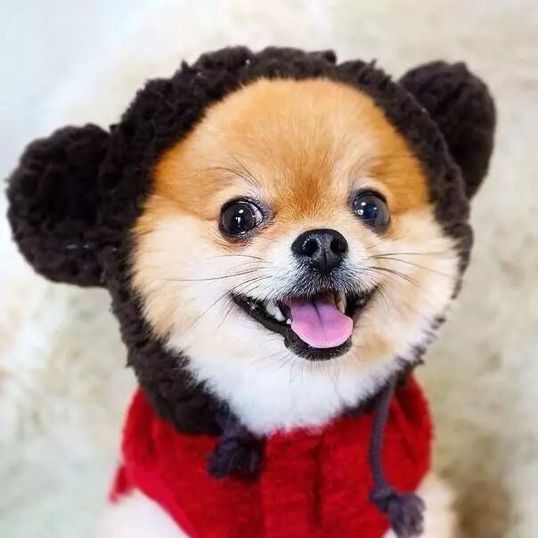 带猫做绝育猫会恨主人吗,女人带狗狗做绝育手术