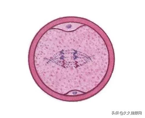 胚胎移植成功后有哪些注意事项,胚胎移植后的常见症状是什么
