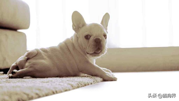 如何对待狗狗的铲屎官,铲屎官对狗狗的迷惑行为