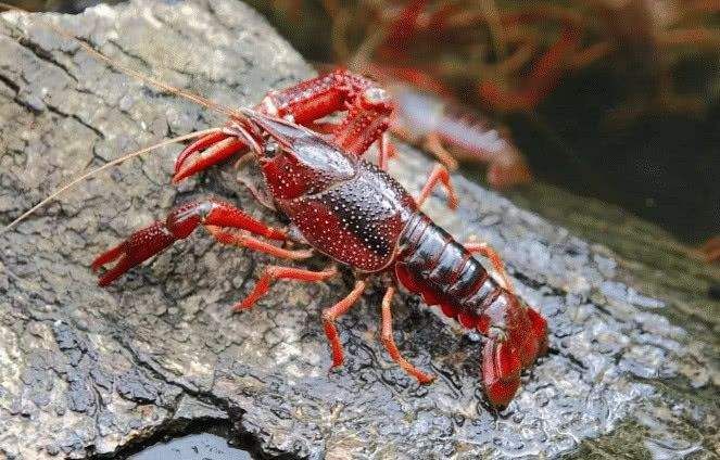 小龙虾用什么饵最好钓,钓小龙虾用什么饵最有效