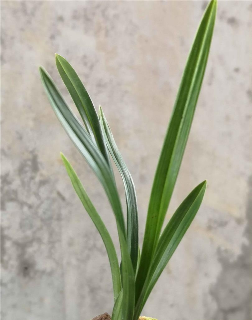 国兰蕙兰,姜氏荷介绍