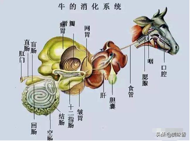 如何去把羊的瘤胃养好,羊胃瘤怎么养最好