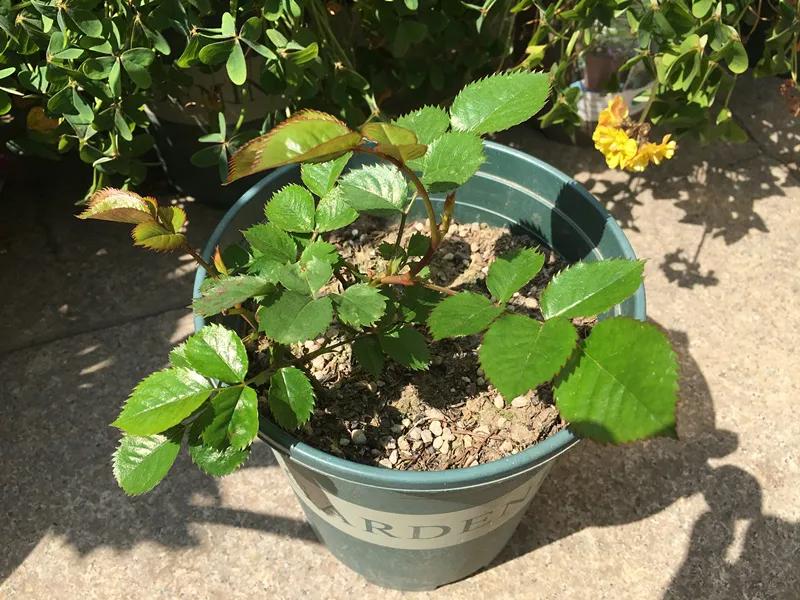 网购的月季花苞都垂头了怎么办,太阳暴晒后月季花苞垂头怎么办