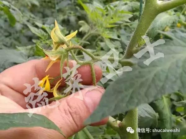 番茄花脸用啥治疗最快,番茄花脸果怎么形成的