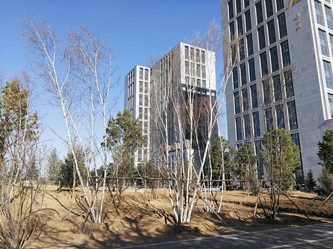 秋冬苗木栽植，支撑固定不可小视