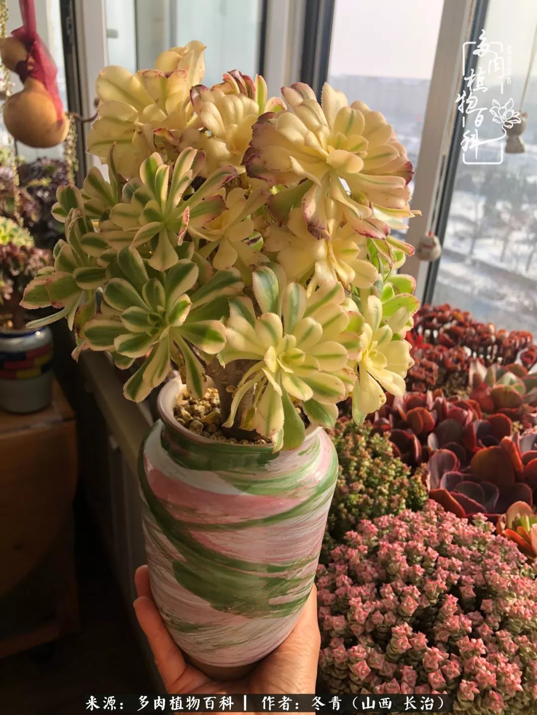 新手养多肉知道这4点打好基础,阳台上养多肉的正确方法