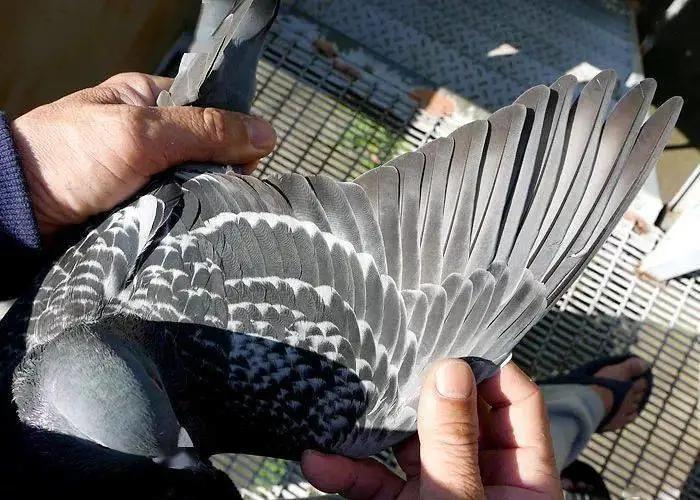 中国最贵的赛鸽前十名,最贵的一羽赛鸽