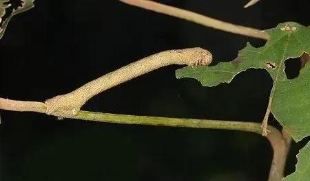 柑橘病虫害最新防治技术,柑橘病虫害详解视频教程