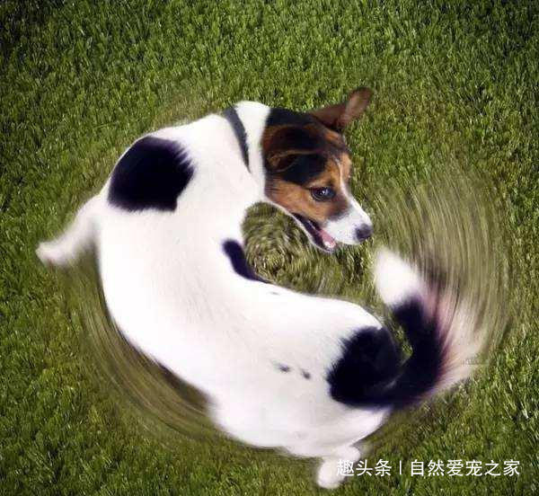 怎么能让狗狗在家不到处尿,如何帮助狗狗建立正确的排便习惯