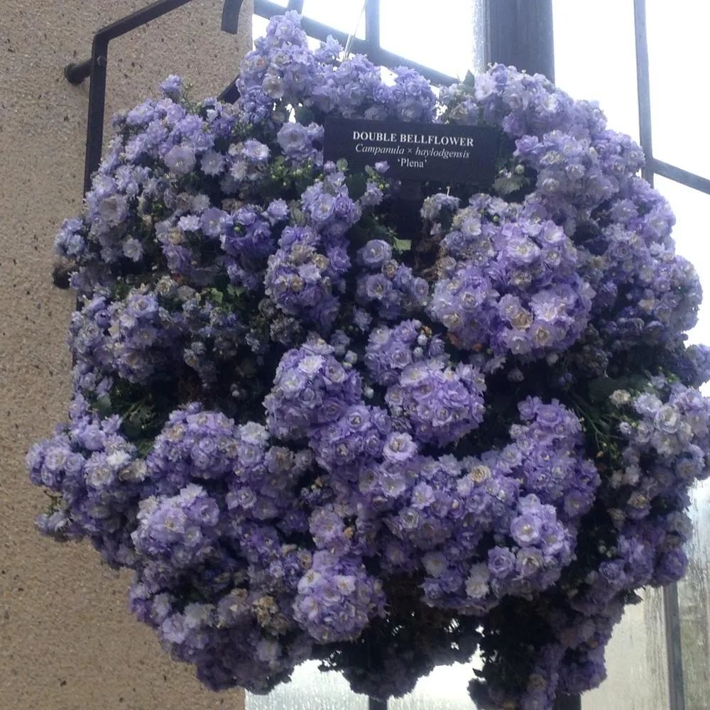 风铃草的品种有哪些,花店买的风铃花怎么养