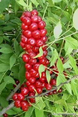 水果界的补钙之王钙果,钙果是什么水果