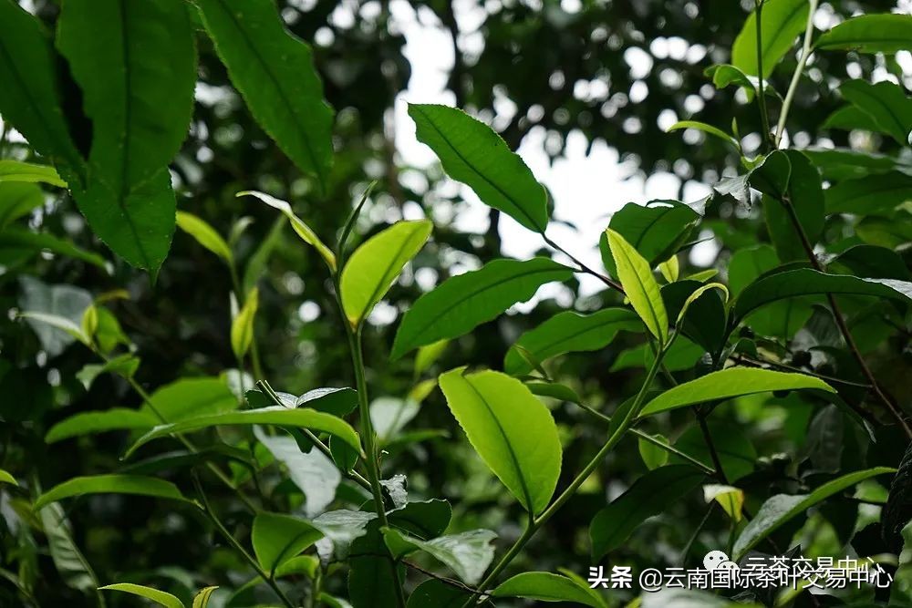 有机茶是噱头还是真有料,有机茶是不是一定要认证