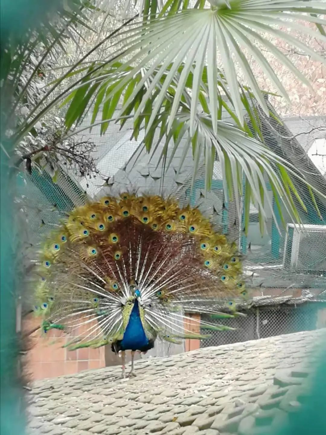 和平公园动物岛还有吗,和平公园可以喂动物吗