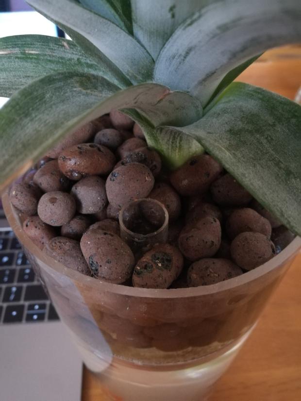 自制免换水生态鱼缸小型,自制自循环生态鱼缸