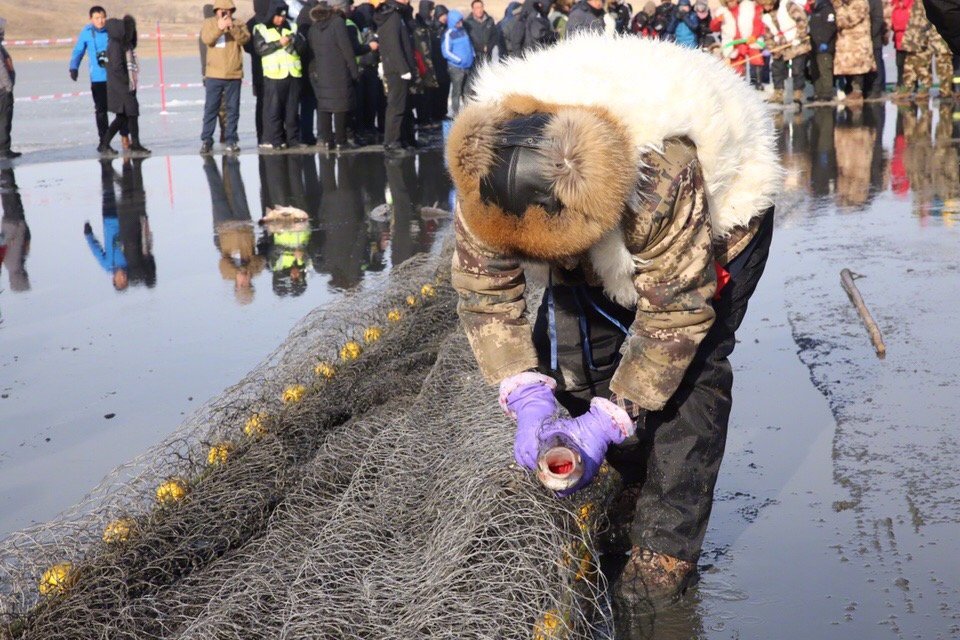 冰钓头鱼拍卖,冰湖捕鱼头鱼拍卖