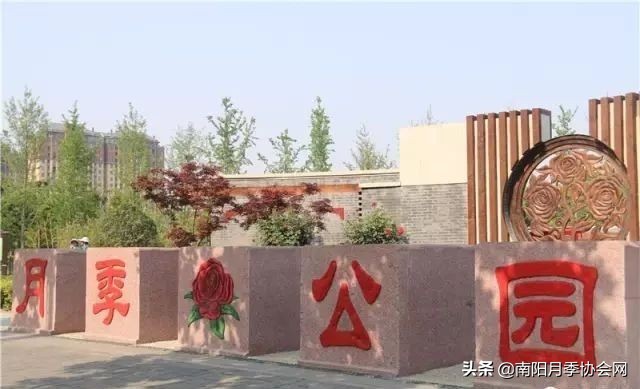 南阳月季欣赏的地方,南阳大月季