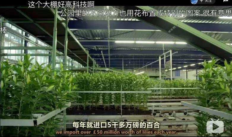 世界第一鲜花市场视频,bbc探秘墨西哥毒品战争