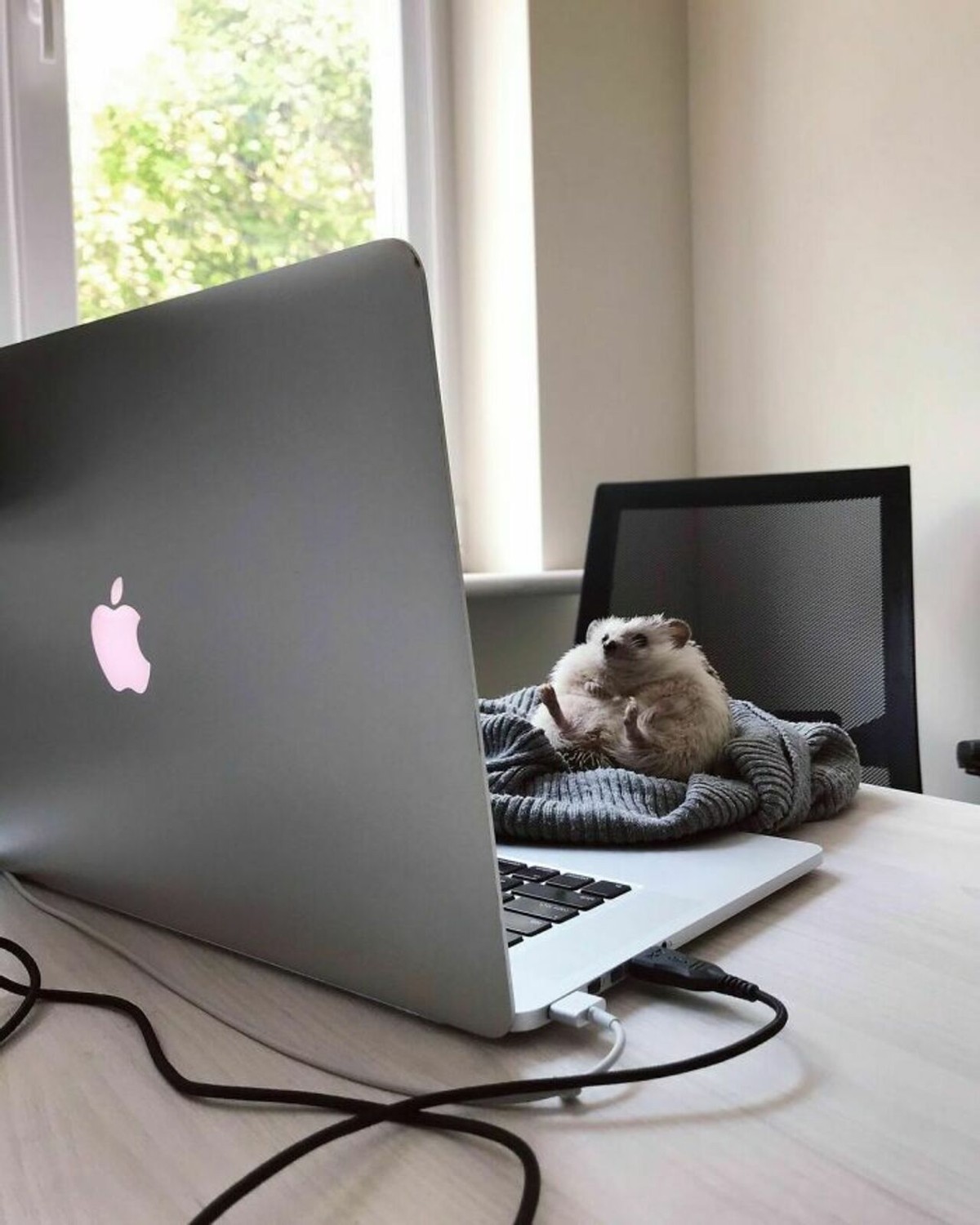 25张宠物刺猬生活的照片,从园艺到腹部按摩