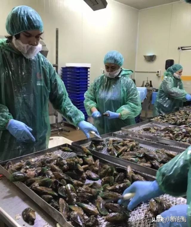 引入活青口贝、鲜帝王鲑,新西兰海产出口商的新生力量!