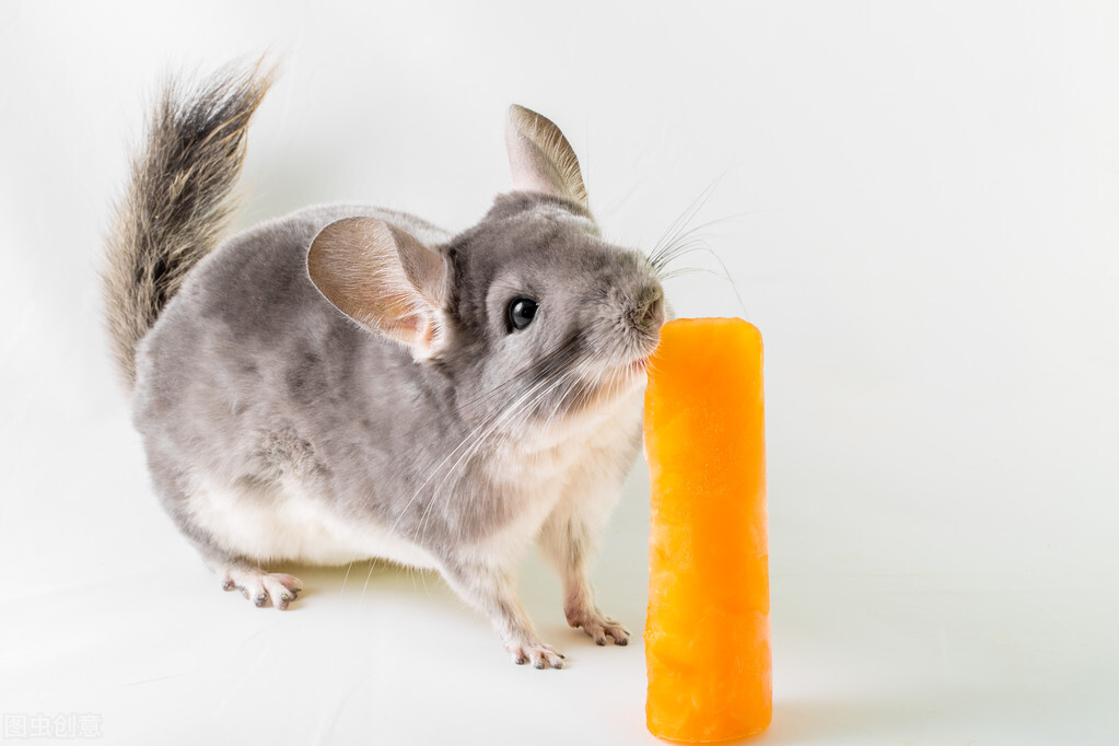 养龙猫的注意事项和必备的东西,养龙猫必须要知道的事