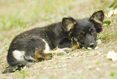 狗狗即将老死的征兆,狗狗老死前有什么征兆
