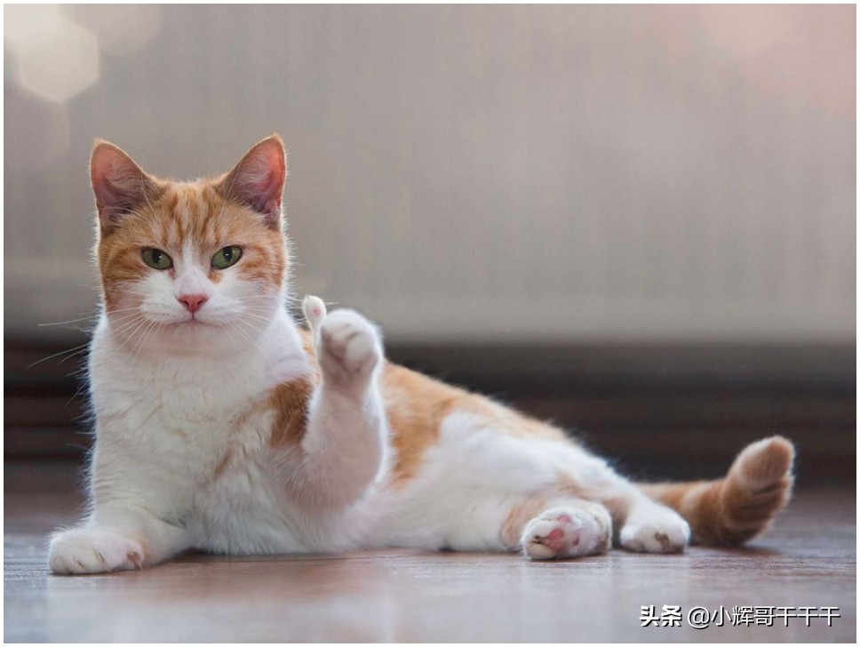 七步操作收获一份广州中厂前端offer价值12k