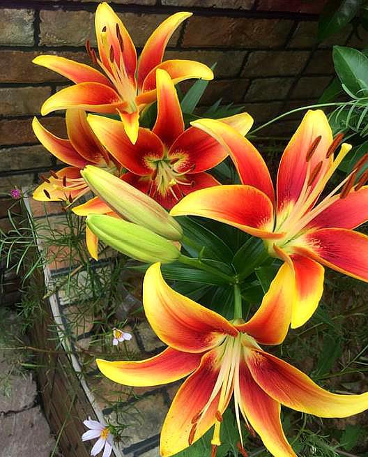 盆栽百合施肥,盆栽百合种球施什么肥