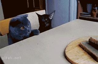 英国短蓝猫好养吗,千万别养蓝猫