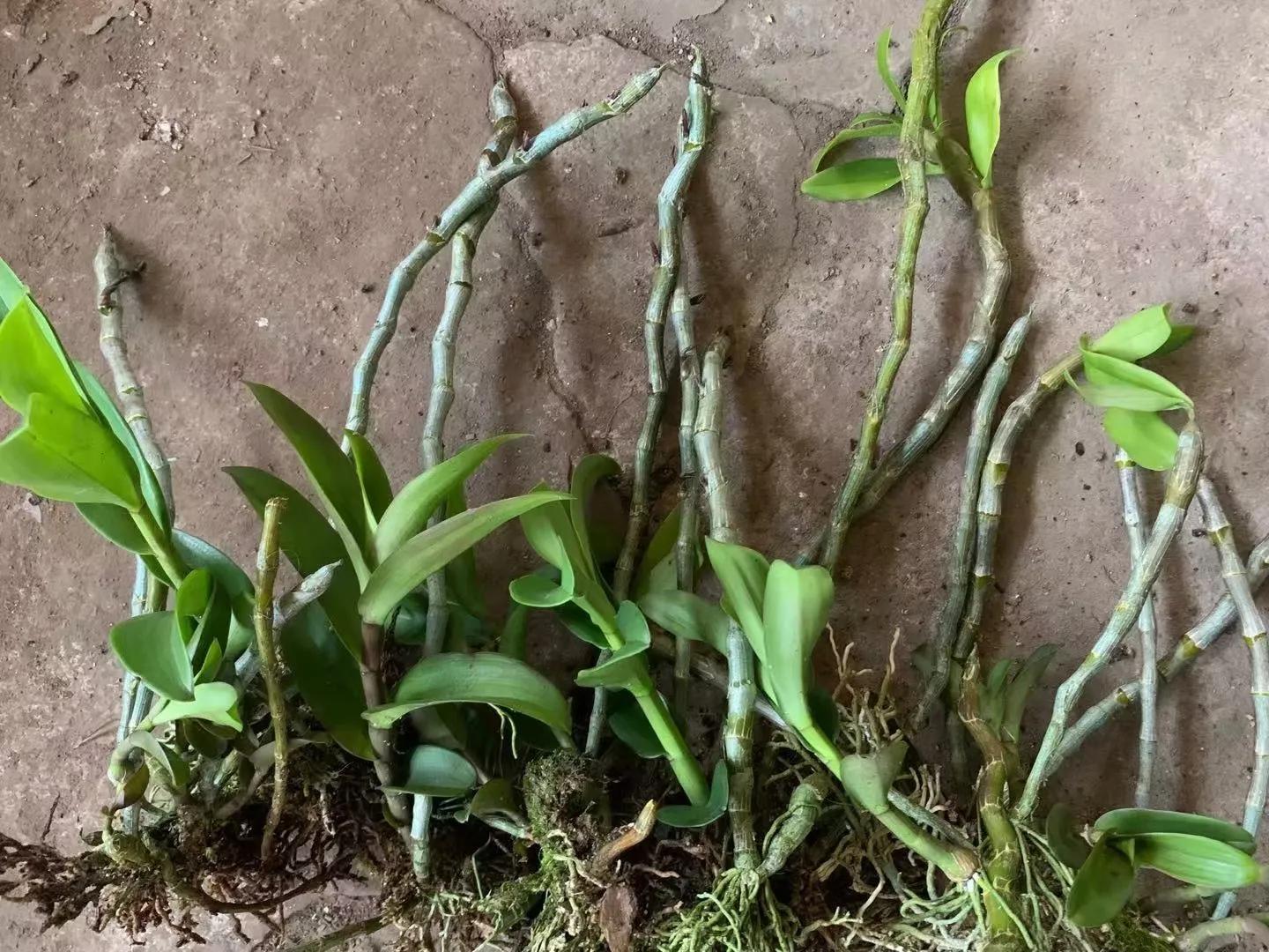 野生石斛的功能与用法,野生石斛和人工种植的区别