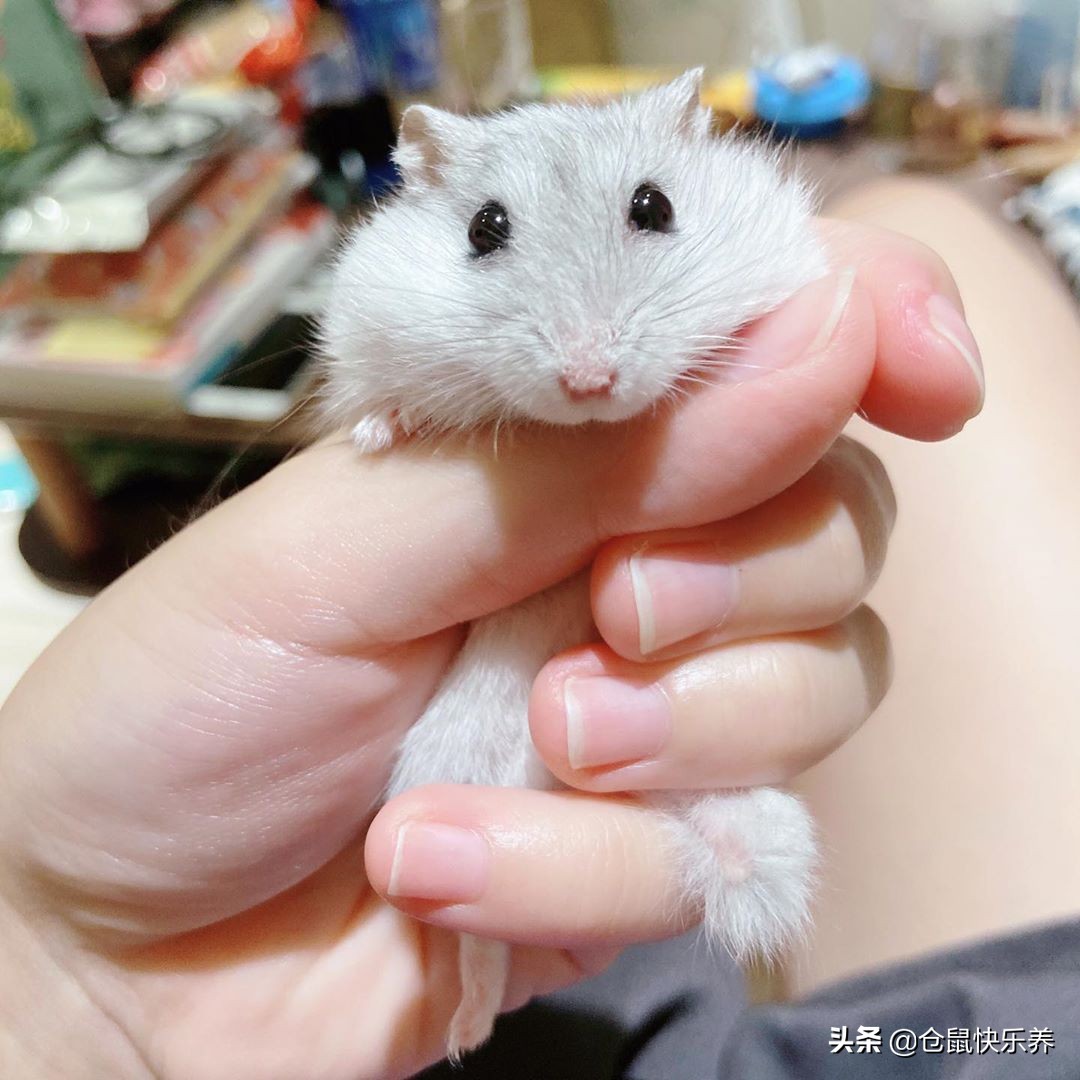 胆小仓鼠,仓鼠胆小一直躲在角落