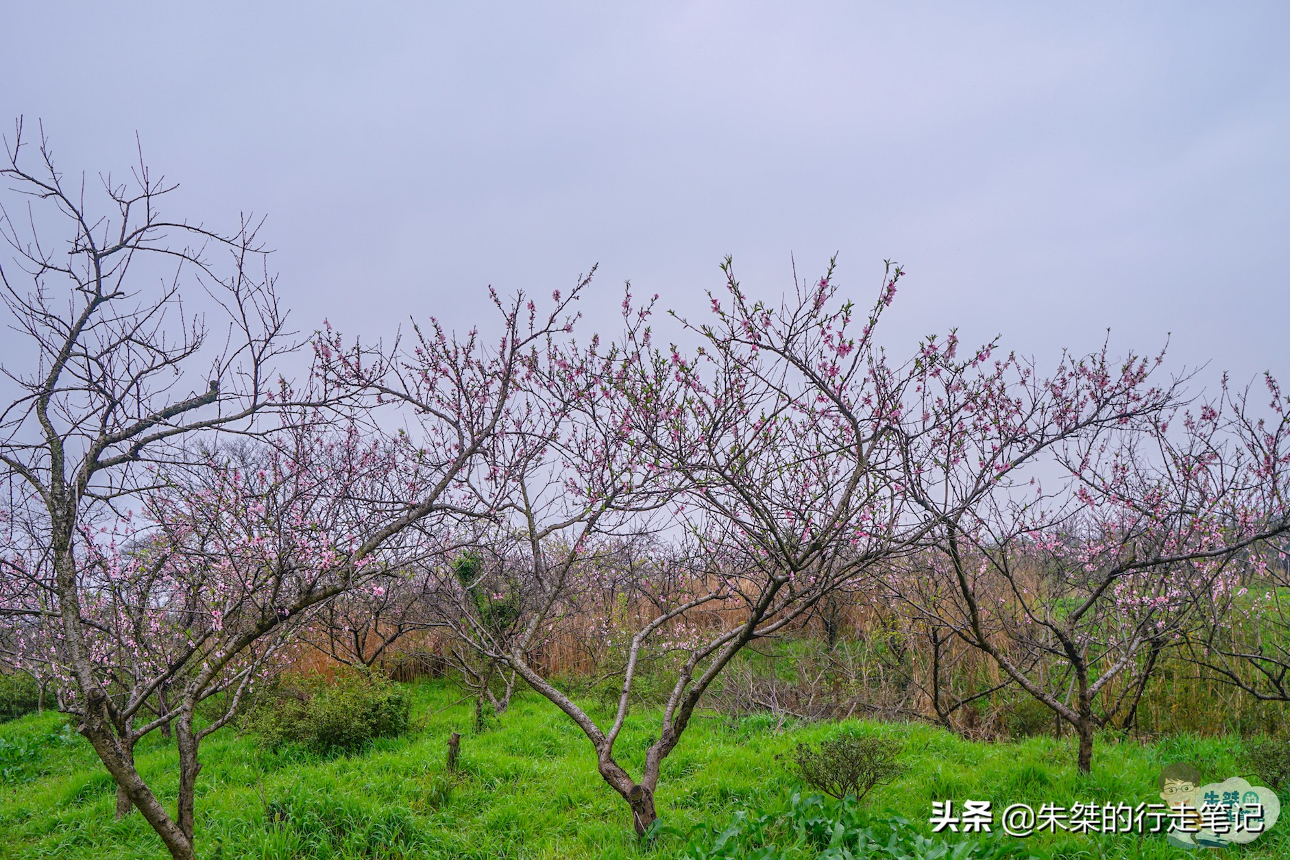 宿迁5A级旅游景区,冬季宿迁洪泽湖湿地公园