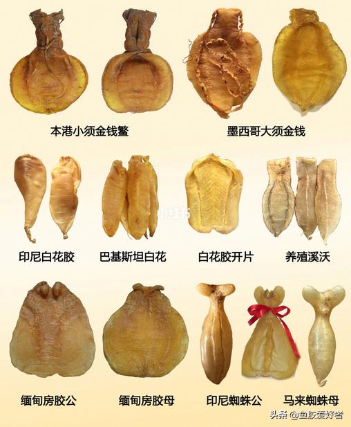 花胶最全面知识,鱼胶的100个基础知识