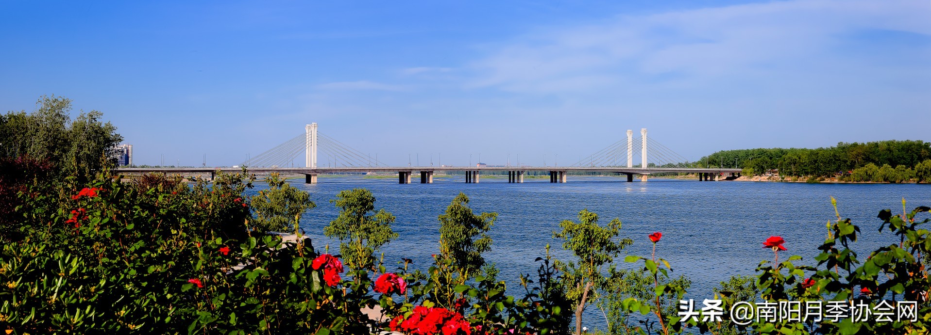 南阳月季欣赏的地方,南阳大月季
