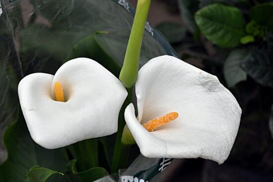 有关马蹄莲的代表含义,马蹄莲的花语与寓意是什么意思