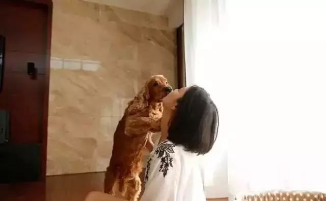 全国首家七星宠物度假酒店,最豪华的宠物酒店