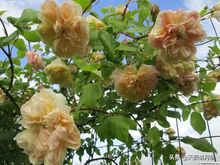 怦然心动的万人迷月季，原来从它而来（二）