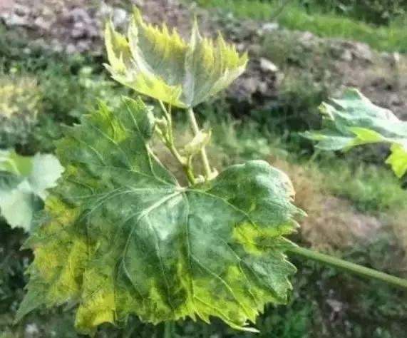 刚长出葡萄叶片发黄褐色斑点,葡萄叶片发黄可以用磷酸二氢钾吗