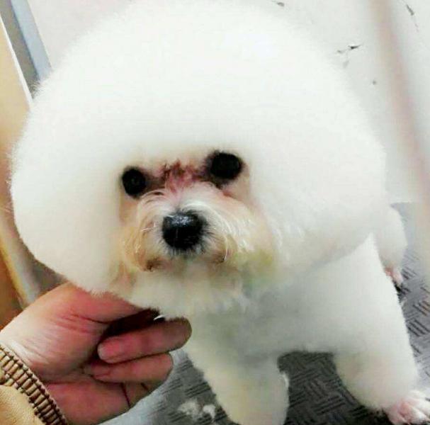 比熊犬的泪痕如何解决,比熊犬有泪痕有什么小技巧解决吗