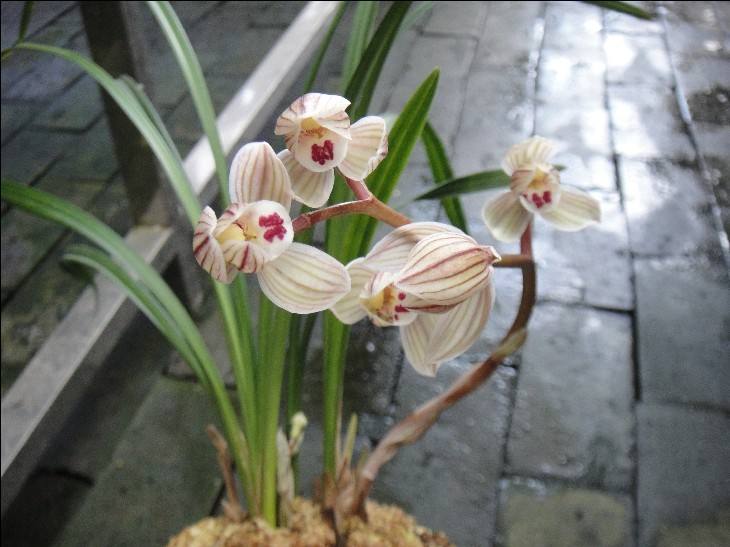 莲瓣兰荷之冠发芽率高吗,莲瓣兰荷之冠组培苗能养活吗