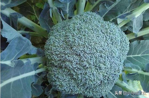 西兰花出现花苞不齐什么原因,西兰花叶茎裂口什么原因