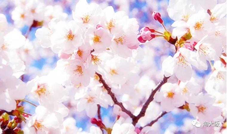 资生堂爸爸,资生堂父亲化妆品