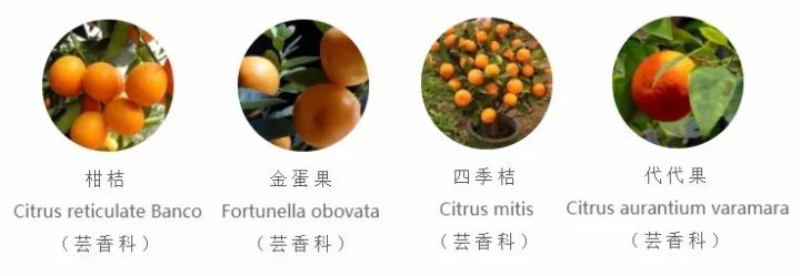 全部金木水火土五行五系植物介绍,五种植物代表五行