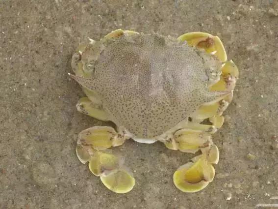 宁波一渔民整理海鲜大全,宁波最全的海鲜