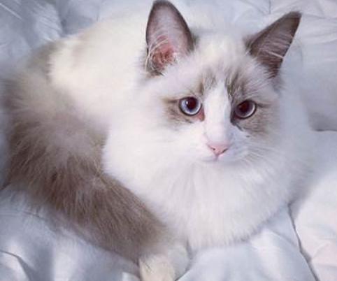 如何挑选一只自己喜欢的猫咪,怎么从一窝猫咪里挑选最乖的一个