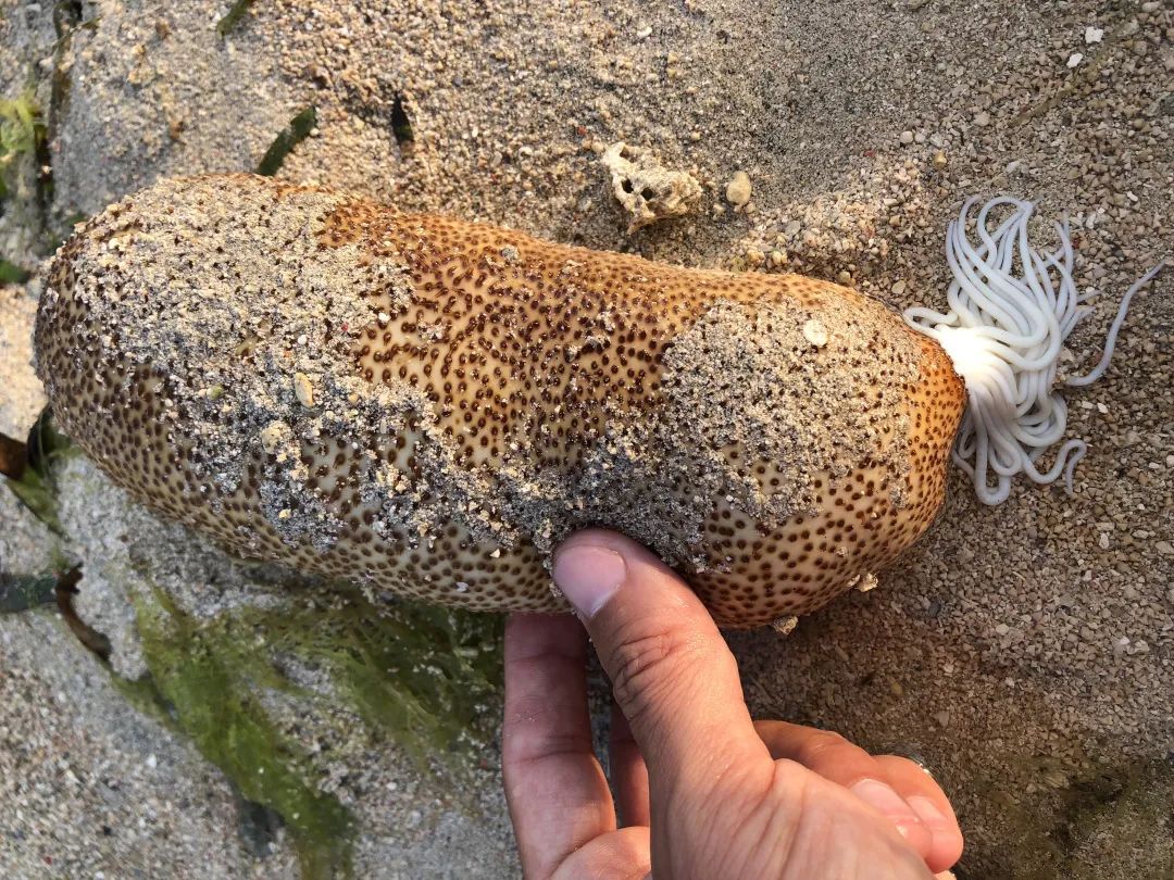 鎺㈢娴锋磱姘存瘝绉戞櫘,娼滄按鍛樻捣搴曟帰闄╀笉鏂欐児鎬掑ぇ鐧介波